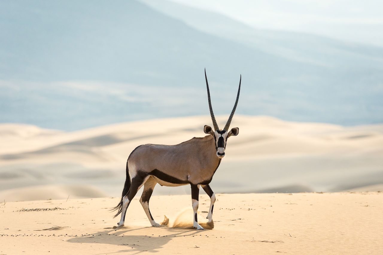 Wilderness Partnerships Qatar Oryx dunes