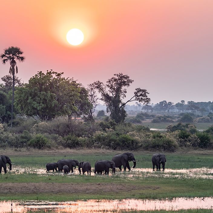 Little Vumbura Botswana Wildlife Elelphant Floodplains