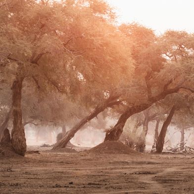 A guide walks in the foreground of an albida forest in soft light in the background