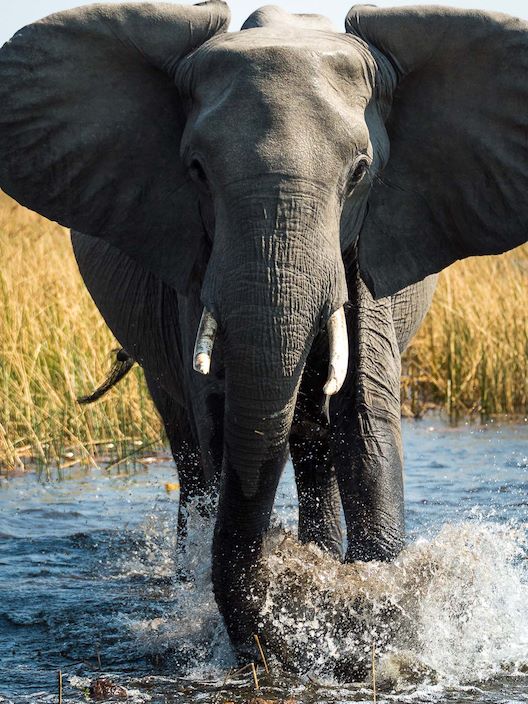 Wilderness Savuti Botswana Elephant Iconic Image