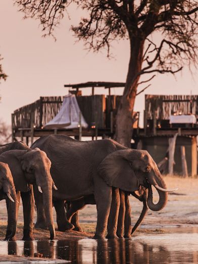 Elephants drinking at Scotts Pan Linkwasha, Linkwasha Camp