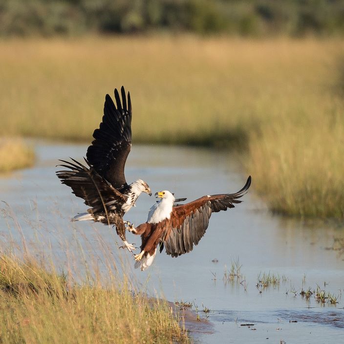 Wilderness Kwetsani Botswana Gallery Fish Eagles Fighting