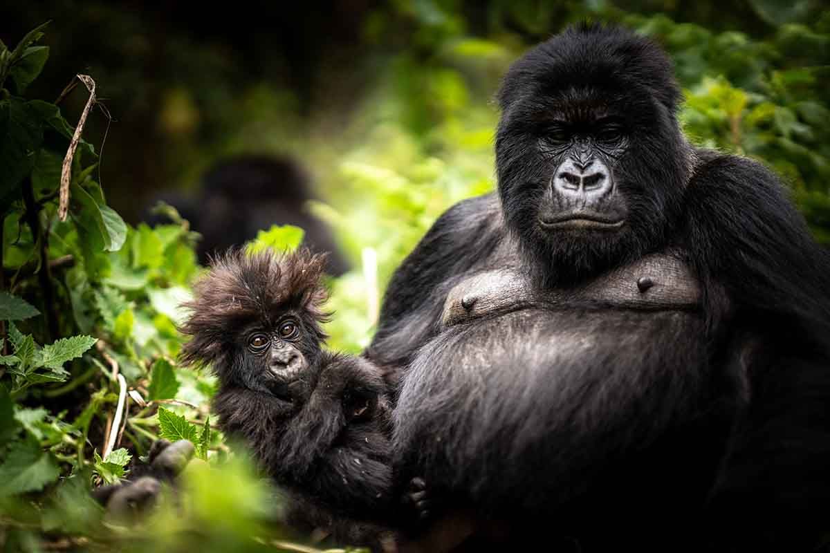 Get close to discovering gorillas in the mist in Rwanda