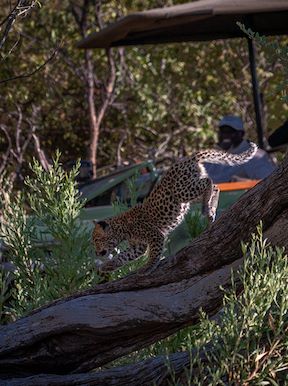 Wilderness Chitabe Purpose Conservation
