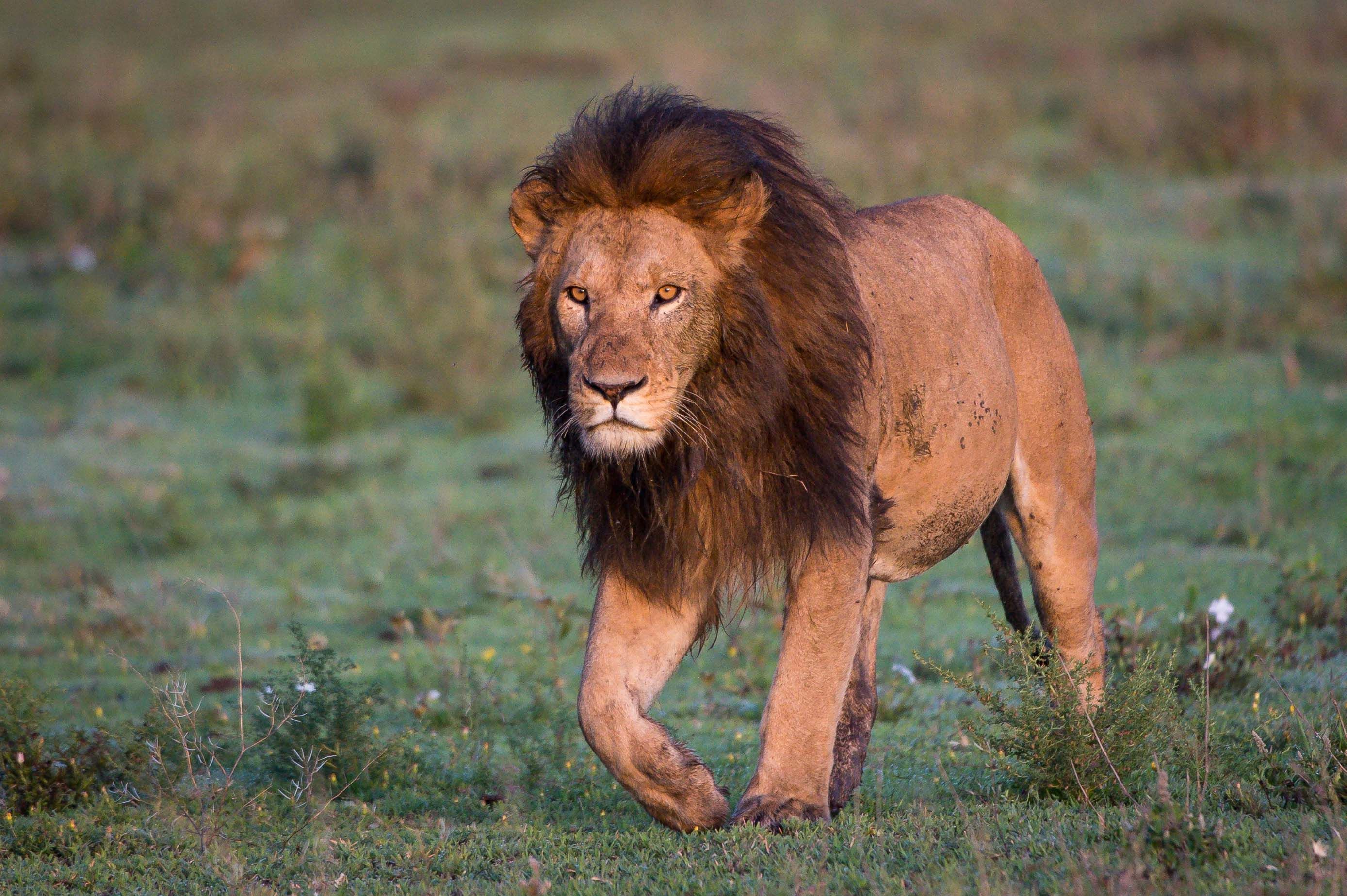 Wilderness Usawa Serengeti, the first luxury mobile camp in Tanzania