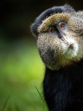 Curious Golden monkey at Wilderness Bisate Reserve Rwanda