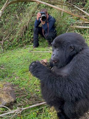 Wilderness Sabinyo Rwanda Activities Gorilla Trekking