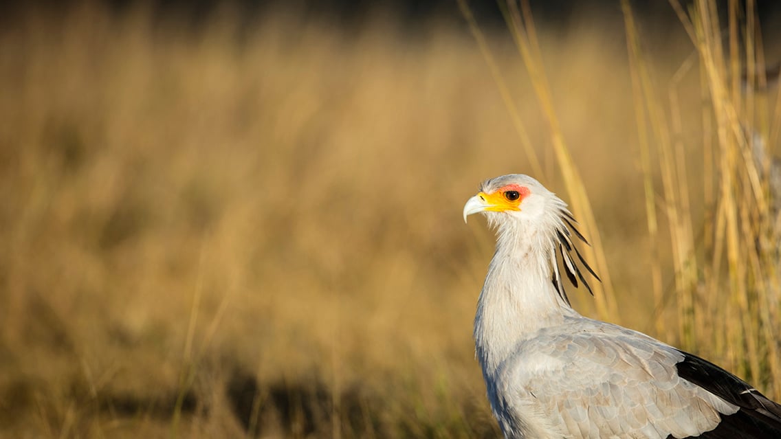 Birding: Nests are ready, so let the new bird families emerge