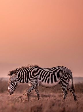Wilderness Kenya Wildlife Grevys Zebra