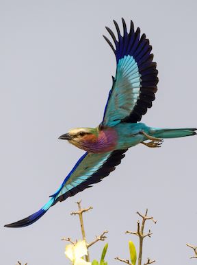 Wilderness Ruckomechi Zimbabwe Activities Birding
