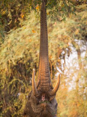 Wilderness Zimbabwe Wildlife Elephant