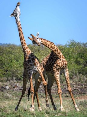 Wilderness Kenya Wildlife Giraffe