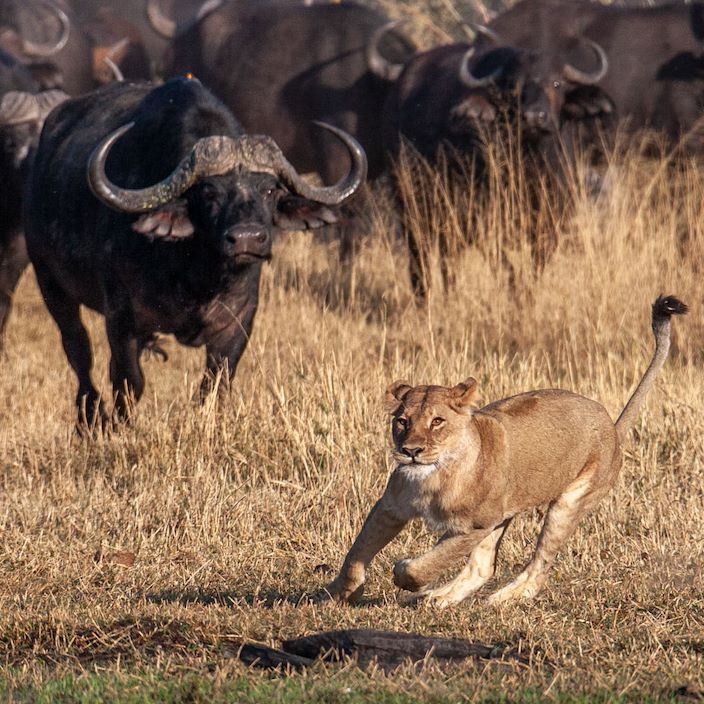 Wilderness Chitabe Botswana Buffalo Chasing Lion