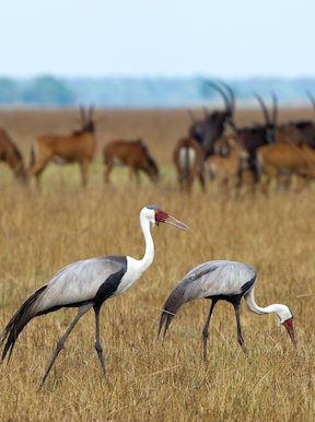 Wilderness Busanga Bush Camp Wildlife Wattled Crane