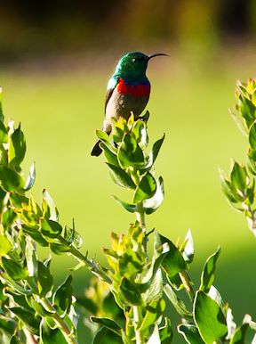 South Africa Habitat Fynbos