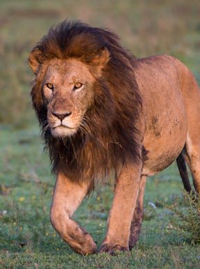 Male lion on the hunt Wilderness Usawa Serengeti