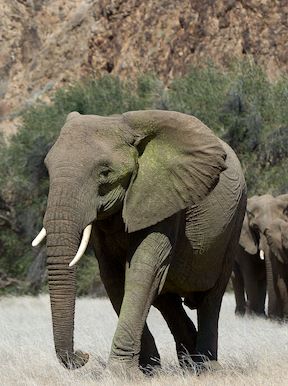 Doro Nawas Camp Namibia Wildlife Desert Elephant