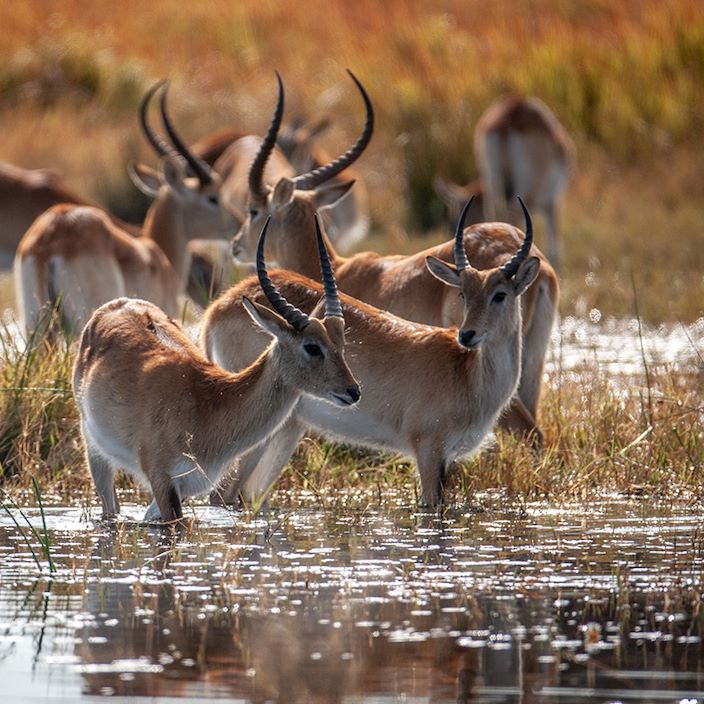 Wilderness Chitabe Lediba Wildlife Lechwe