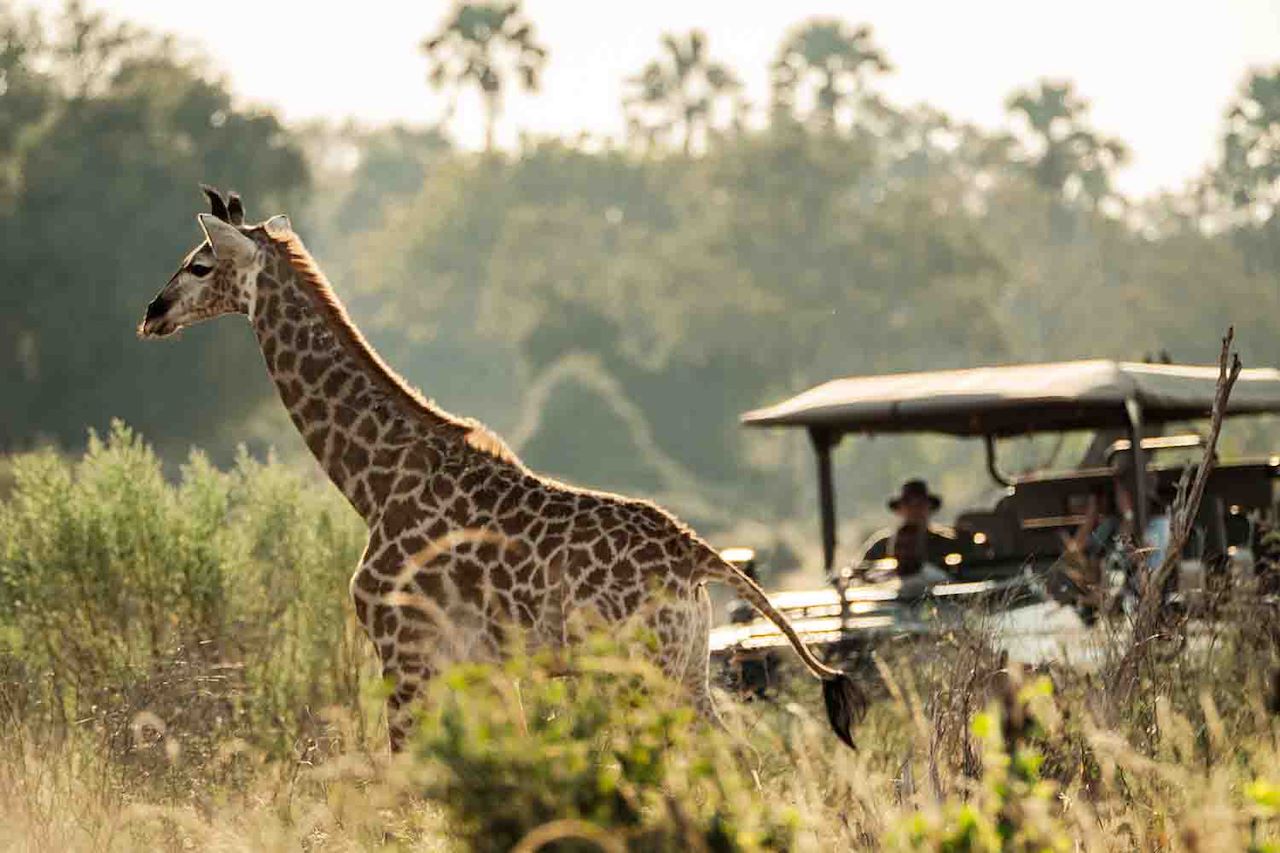 Sighting of a girrafe on a safari game drive