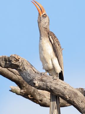 Wilderness Davisons Zimbabwe Wildlife Bradfields Hornbill
