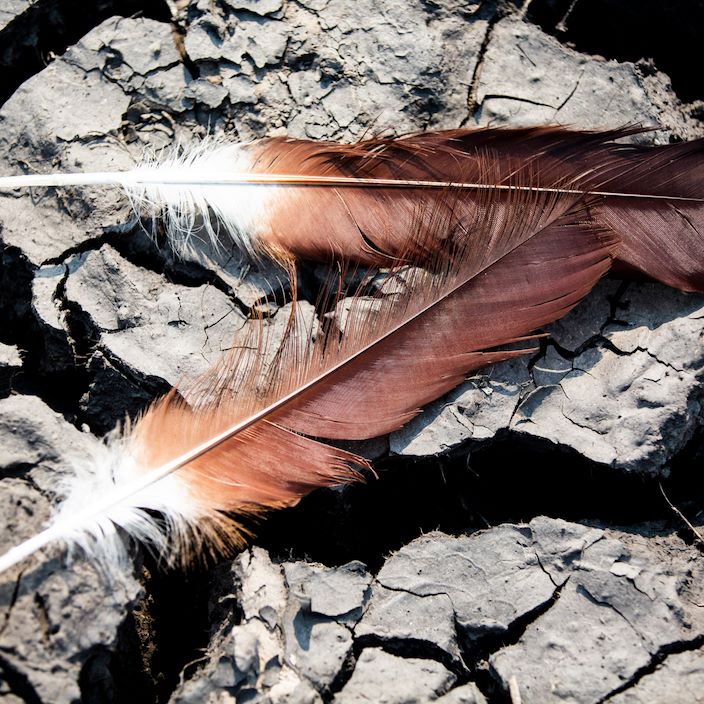 Wilderness Busanga Bush Camp Zambia Feathers