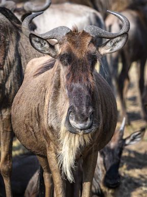 Wilderness Kenya Wildlife Blue Wildebeest