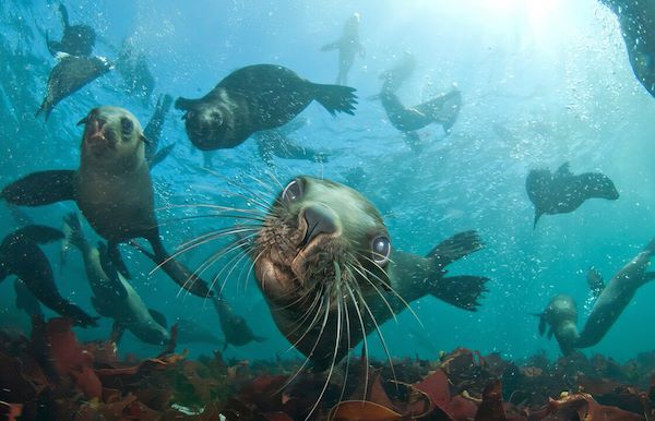Seal Snorkeling Cape Town Wilderness Touring