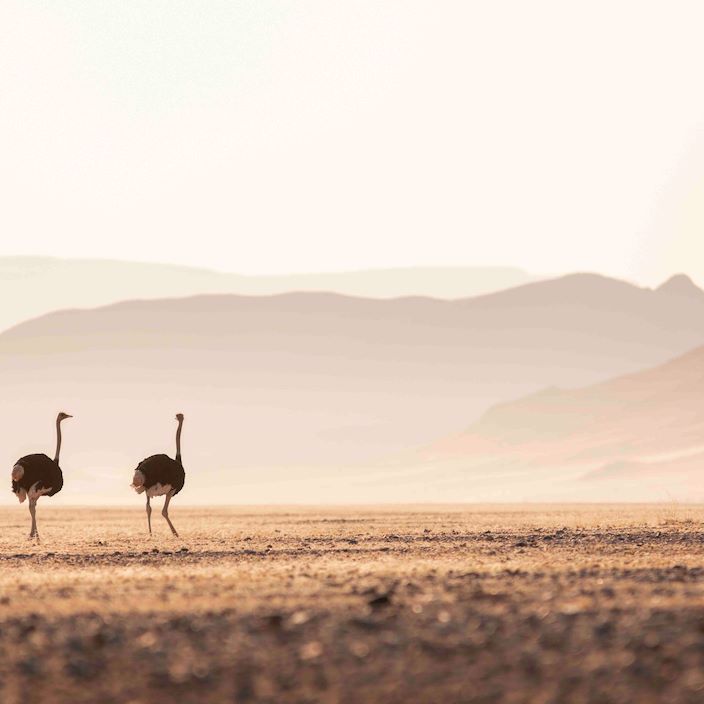 Wilderness Little Kulala Namibia Ostrich In Dunes