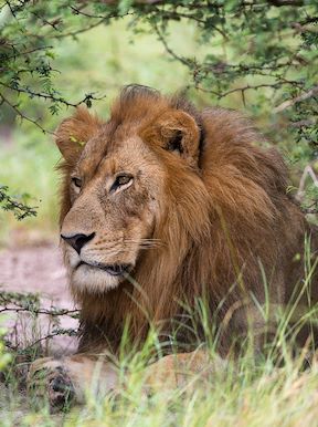 Little Tubu Botswana Wildlife Lion