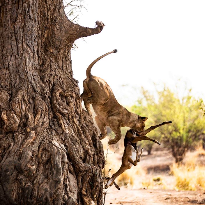 Wilderness Ruckomechi Zimbabwe Lion Kill In Tree