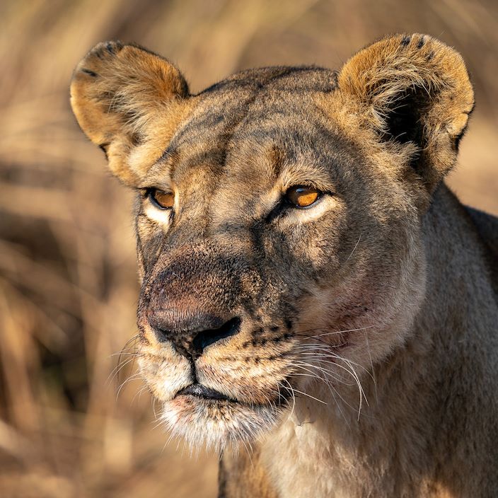Wilderness Pelo Botswana Wildlife Lion