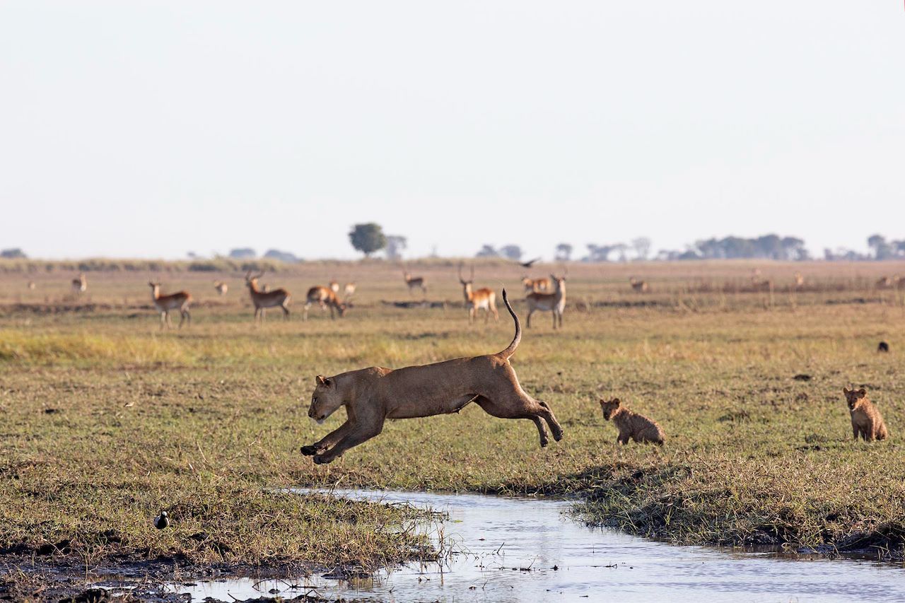 Wilderness Busanga Bush Camp Zambia Impact Purpose
