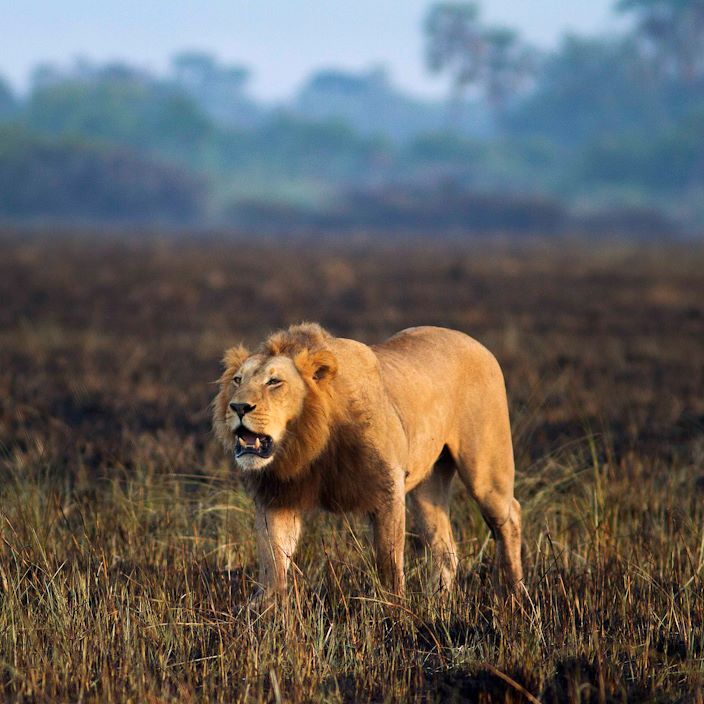 Wilderness Kwetsani Botswana Wildlife Lion