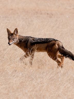 Wilderness Namibia Wildlife Black Backed Jackal