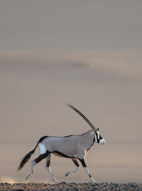 Wilderness Kulala Desert Lodge Namibia Wildlife Oryx
