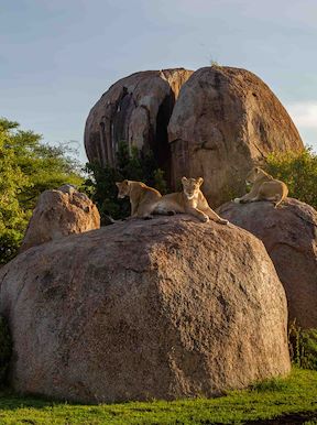 Lion sunning on the rock Kopjes in Wilderness Tanzania