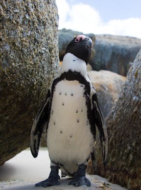 South Africa Wildlife African Penguin