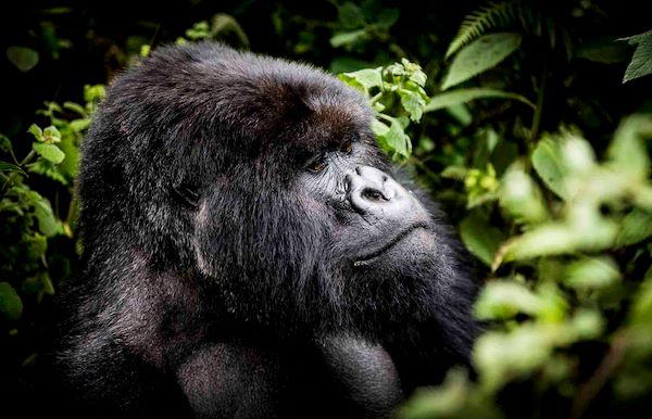 Silverback gorilla in Volcanoes NP Wilderness Bisate