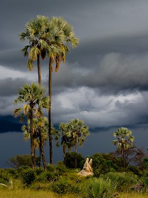 Wilderness Botswana Okavango Landscape Islands