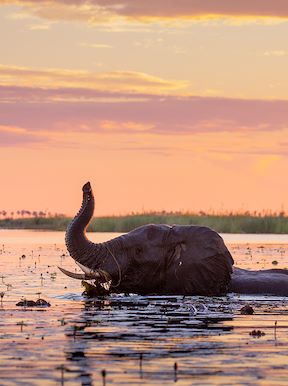 Wilderness Botswana Wildlife Elephant