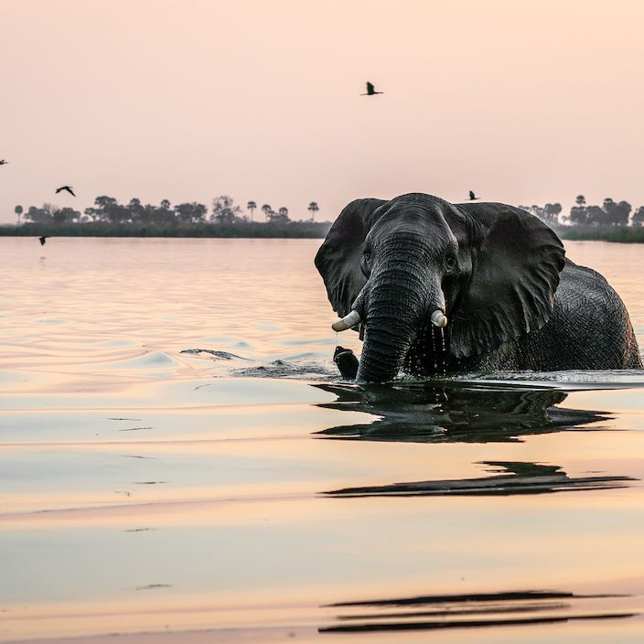 Wilderness Kings Pool Botswana Wildlife Swimming Elephant