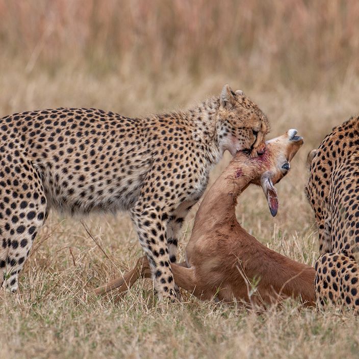 Wilderness Chitabe Lediba Gallery Wildlife Cheetah Impala Kill