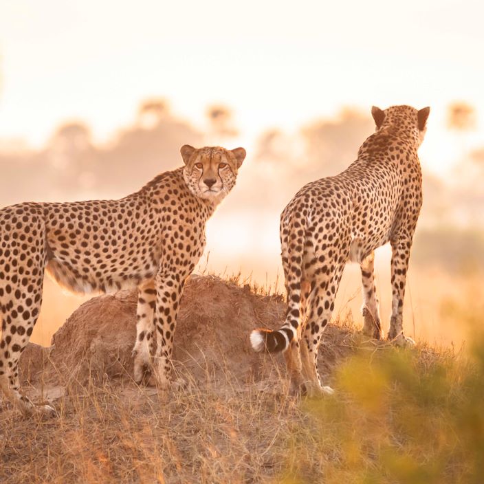 Wilderness Linkwasha Zimbabwe Cheethas