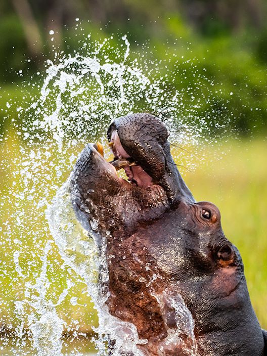 Little Vumbura Botswana Wildlife Hippo