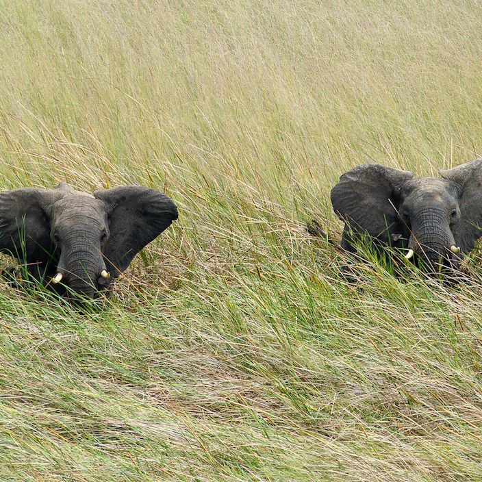 Wilderness Shumba Zambia Wildlife Elephants