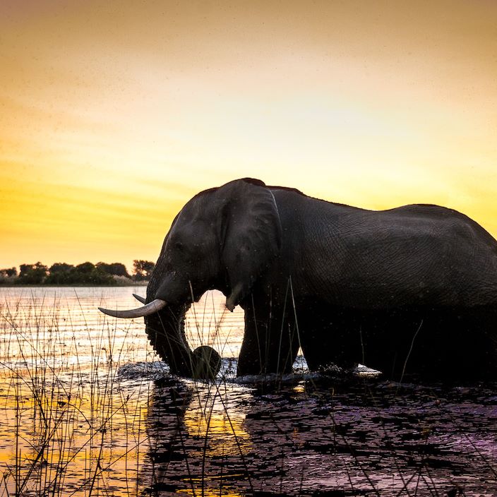 Wilderness Pelo Botswana Wildlife Elephant At Sunset