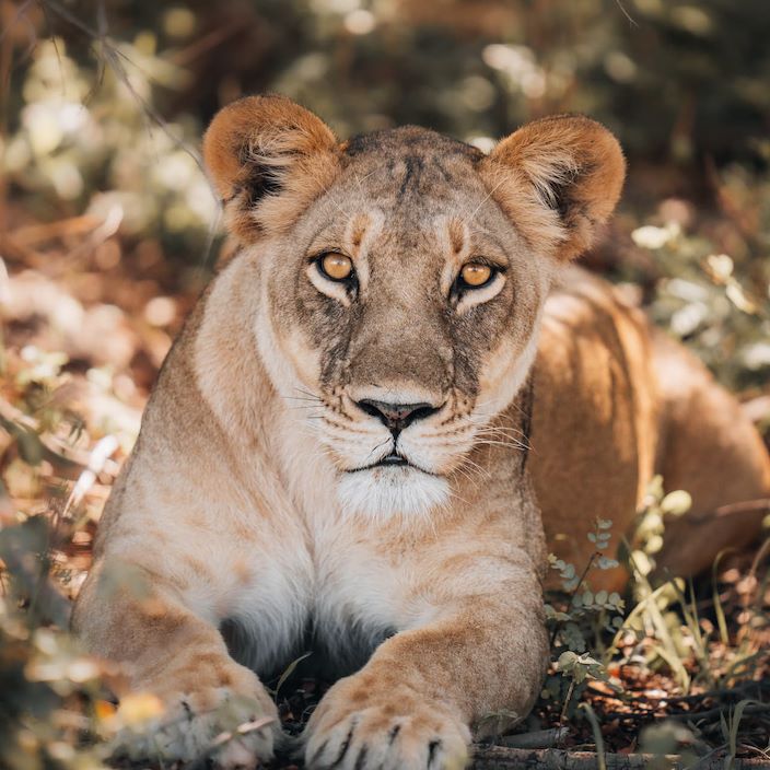 Lion cub lazing in the bush at Wilderness Mombo