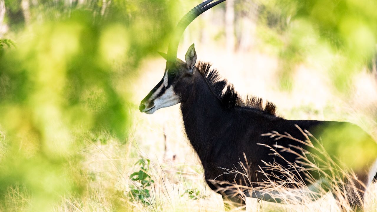 Linkwasha Hwange Wilderness Safari