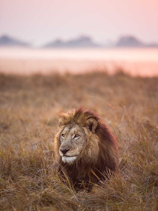 Wilderness Shumba Zambia Wildlife Lion Iconic