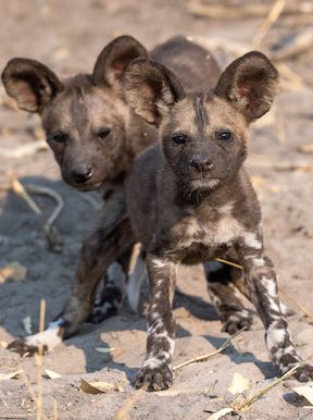 Wilderness Kings Pool Botswana Wildlife Wild Dog